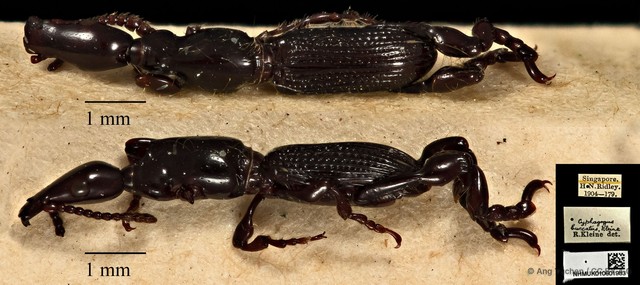Cyphagogus cyrtotrachelus•&copy; Ang Yuchen•CC BY 4.0