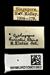 Cyphagogus cyrtotrachelus•All Rights ReservedMuseum Label