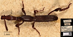 Cyphagogus densepunctatus•&copy; Ang Yuchen•CC BY 4.0