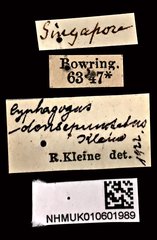 Cyphagogus densepunctatus•All Rights ReservedMuseum Label