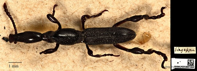 Cyphagogus eichhorni•&copy; Ang Yuchen•CC BY 4.0