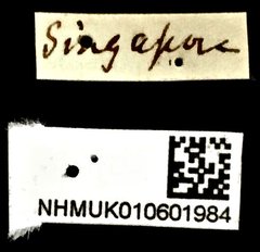 Cyphagogus eichhorni•All Rights ReservedMuseum Label