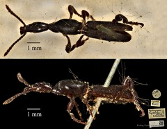 Cyphagogus eichhorni•&copy; Ang Yuchen•CC BY 4.0