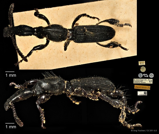 Cyphagogus planifrons•&copy; Ang Yuchen•CC BY 4.0