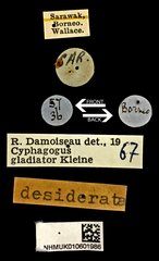 Cyphagogus planifrons•All Rights ReservedMuseum Label