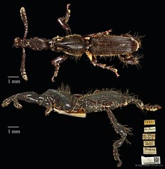 Cyphagogus planifrons•&copy; Ang Yuchen•CC BY 4.0