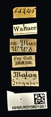 Cyphagogus planifrons•All Rights ReservedMuseum Label