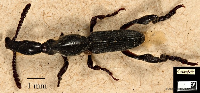 Cyphagogus westwoodii•&copy; Ang Yuchen•CC BY 4.0