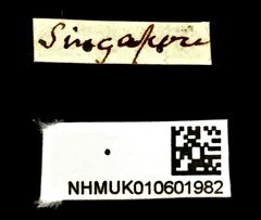 Cyphagogus westwoodii•All Rights ReservedMuseum Label