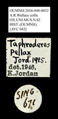 Taphroderes pellax • All Rights Reserved Museum Label