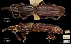 Trachelizus bisulcatus•&copy; Ang Yuchen•CC BY 4.0
