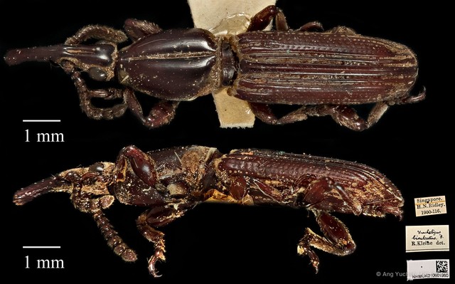 Trachelizus bisulcatus•&copy; Ang Yuchen•CC BY 4.0