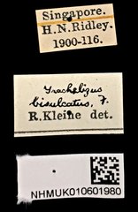 Trachelizus bisulcatus•All Rights ReservedMuseum Label