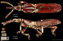 Trachelizus bisulcatus•&copy; Ang Yuchen•CC BY 4.0