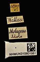 Trachelizus bisulcatus•All Rights ReservedMuseum Label
