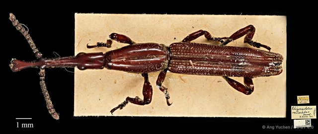 Tracheloschizus cameratus•&copy; Ang Yuchen•CC BY 4.0
