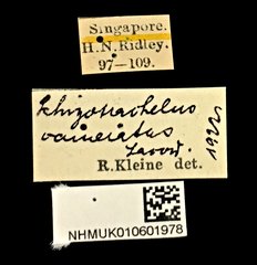 Tracheloschizus cameratus•All Rights ReservedMuseum Label