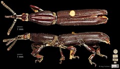 Tracheloschizus cameratus•&copy; Ang Yuchen•CC BY 4.0