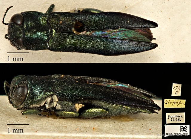 Agrilus albolatus•&copy; Ang Yuchen•CC BY 4.0