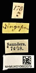 Agrilus albolatus•All Rights ReservedMuseum Label