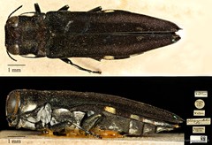Agrilus albopunctatus•&copy; Ang Yuchen•CC BY 4.0