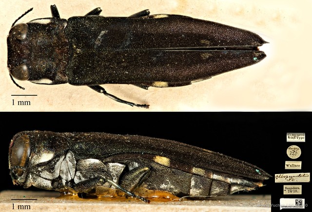 Agrilus albopunctatus•&copy; Ang Yuchen•CC BY 4.0