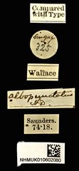 Agrilus albopunctatus•All Rights ReservedMuseum Label