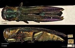 Agrilus amicus•&copy; Ang Yuchen•CC BY 4.0