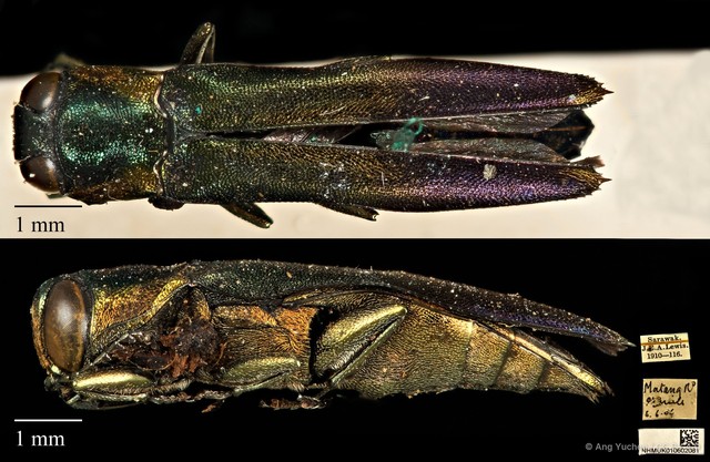 Agrilus amicus•&copy; Ang Yuchen•CC BY 4.0