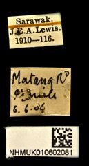 Agrilus amicus•All Rights ReservedMuseum Label