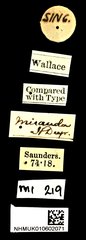 Anthaxia miranda•All Rights ReservedMuseum Label