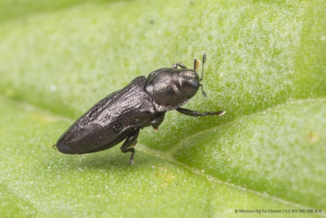 Aphanisticus cochinchinae•&copy; Marcus Ng Fu Chuan•CC BY-NC-ND 4.0