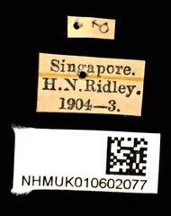 Belionota metasticta•All Rights ReservedMuseum Label