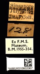 Catoxantha opulenta•All Rights ReservedMuseum Label