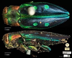 Chrysobothris discedens•&copy; Ang Yuchen•CC BY 4.0