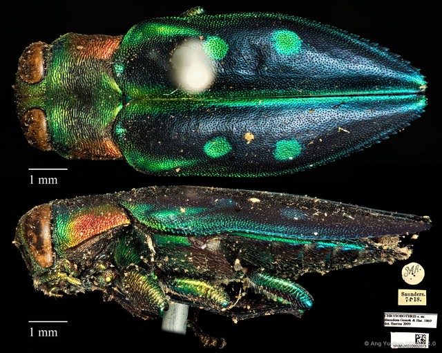 Chrysobothris discedens•&copy; Ang Yuchen•CC BY 4.0