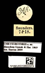 Chrysobothris discedens•All Rights ReservedMuseum Label