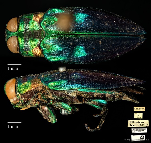 Chrysobothris insolata•&copy; Ang Yuchen•CC BY 4.0