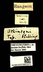 Chrysobothris insolata•All Rights ReservedMuseum Label