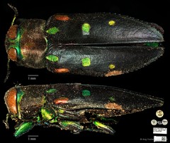 Chrysobothris militaris•&copy; Ang Yuchen•CC BY 4.0