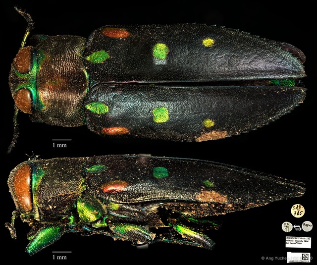 Chrysobothris militaris•&copy; Ang Yuchen•CC BY 4.0