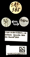Chrysobothris militaris•All Rights ReservedMuseum Label