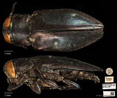 Chrysobothris nigripennis•&copy; Ang Yuchen•CC BY 4.0