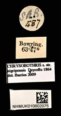 Chrysobothris nigripennis•All Rights ReservedMuseum Label