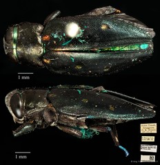 Chrysobothris nigripennis•&copy; Ang Yuchen•CC BY 4.0