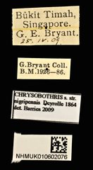 Chrysobothris nigripennis•All Rights ReservedMuseum Label