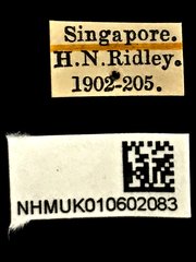 Endelus cupido•All Rights ReservedMuseum Label