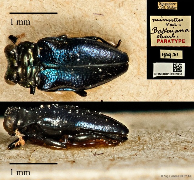 Endelus minutus•&copy; Ang Yuchen•CC BY 4.0