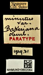 Endelus minutus•All Rights ReservedMuseum Label