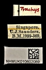 Habroloma lepidopterum•All Rights ReservedMuseum Label